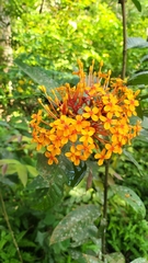 Ixora congesta