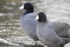 Fulica americana
