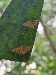 Dichocrocis