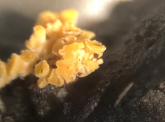Eustilbum aureum