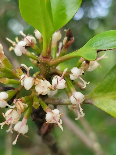 Image of Scyphiphora hydrophylacea by (c) Cheongweei Gan, some rights reserved (CC BY)