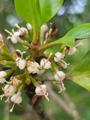 Scyphiphora hydrophylacea