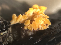 Eustilbum aureum