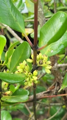 Scyphiphora hydrophylacea