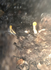 Eustilbum aureum