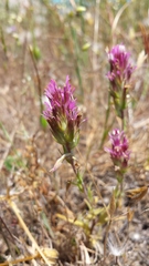 Castilleja densiflora densiflora