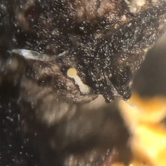 Eustilbum aureum