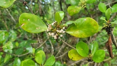 Scyphiphora hydrophylacea