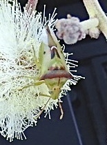 Tylospilus