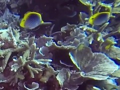 Chaetodon ocellicaudus
