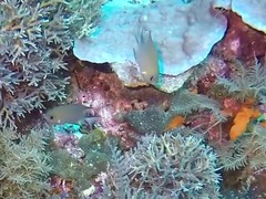 Pycnochromis amboinensis