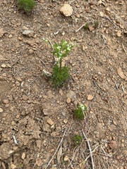 Apiastrum angustifolium