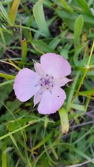 Calochortus uniflorus
