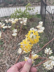 Edgeworthia