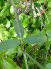 Trifolium ciliolatum