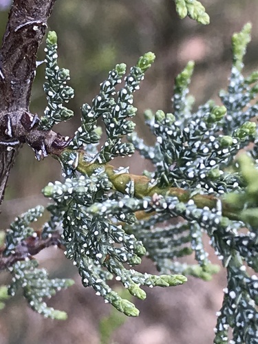 Macnab Cypress seedling