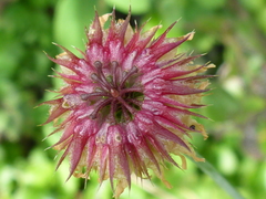Trifolium ciliolatum