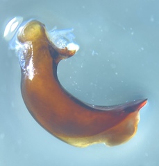 Pterostichus isabellae