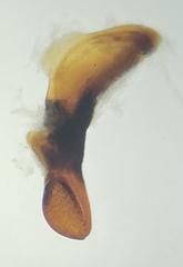 Pterostichus isabellae