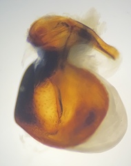 Pterostichus isabellae