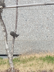 Hypsipetes amaurotis