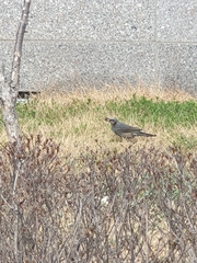 Hypsipetes amaurotis