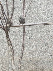 Hypsipetes amaurotis