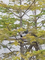 Hypsipetes amaurotis