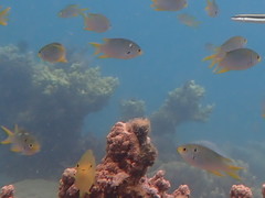 Neopomacentrus nemurus