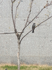 Hypsipetes amaurotis