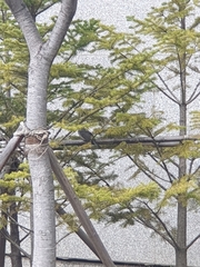 Hypsipetes amaurotis