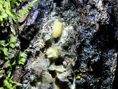 Eustilbum aureum