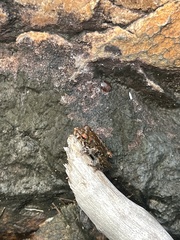 Litoria meiriana