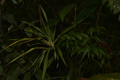 Dianella caerulea assera