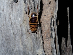 Melanozosteria triangulata