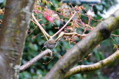 Thryomanes bewickii calophonus