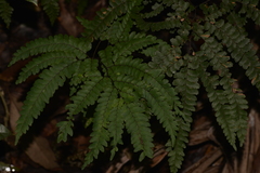 Adiantum silvaticum