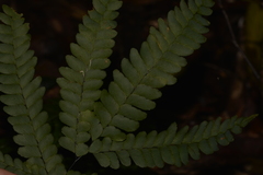 Adiantum silvaticum
