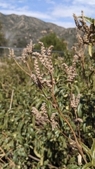 Eriodictyon trichocalyx