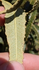 Eriodictyon trichocalyx