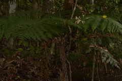 Alsophila leichhardtiana