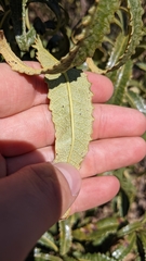 Eriodictyon trichocalyx