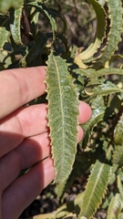 Eriodictyon trichocalyx