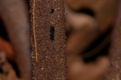 Alsophila leichhardtiana