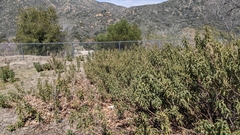 Eriodictyon trichocalyx