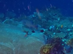 Plectropomus oligacanthus