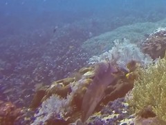 Plectropomus areolatus