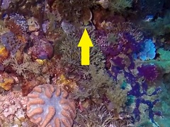 Pycnochromis retrofasciatus