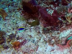 Chrysiptera bleekeri