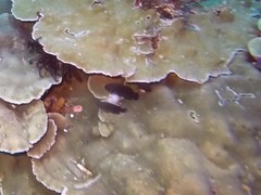 Pomacentrus brachialis